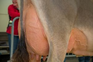 Champion Jongleur Joya 7